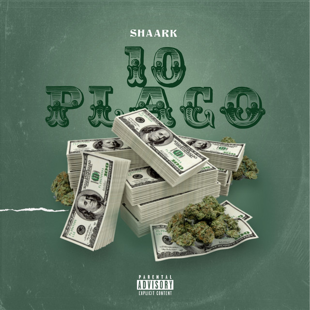 Shaark Photo