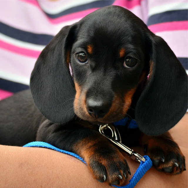 Pet Library Photo