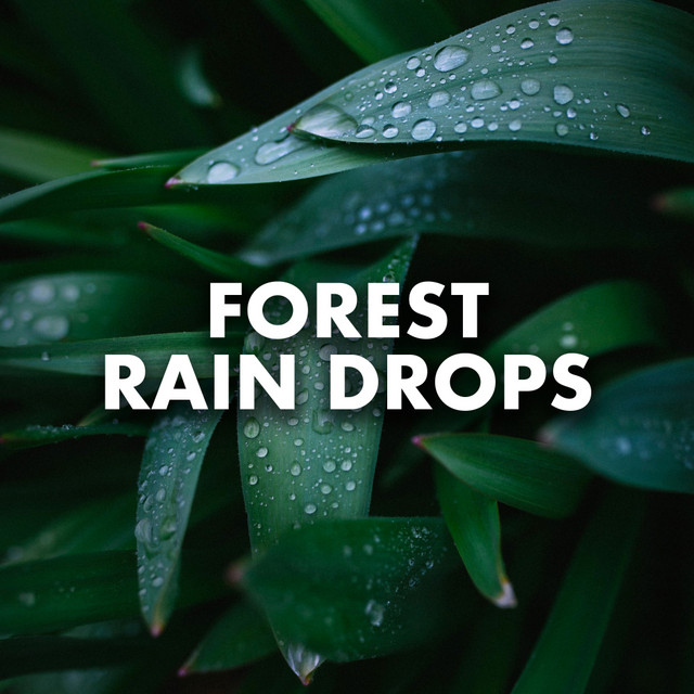Forest Rain Drops cover art