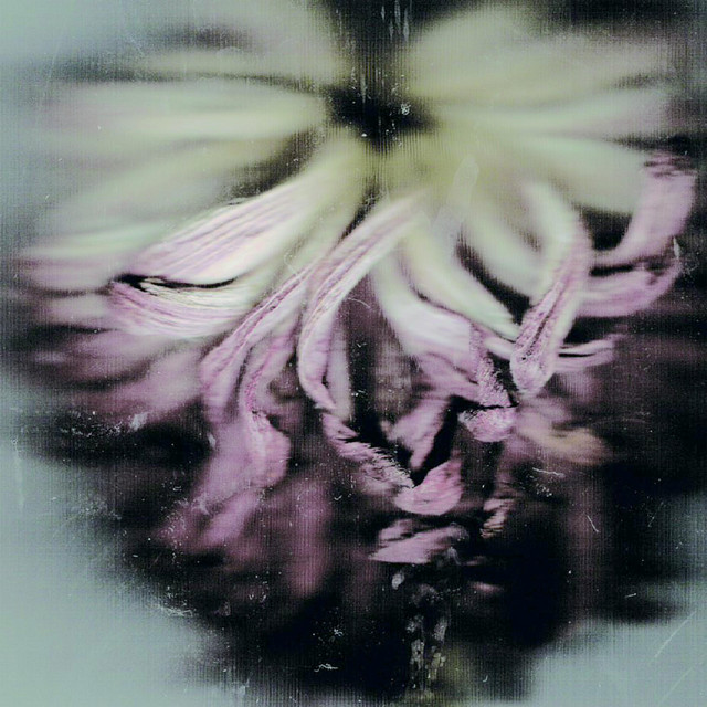 盲青 cover art