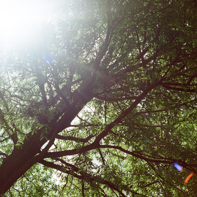 In The Forest of Space cover art
