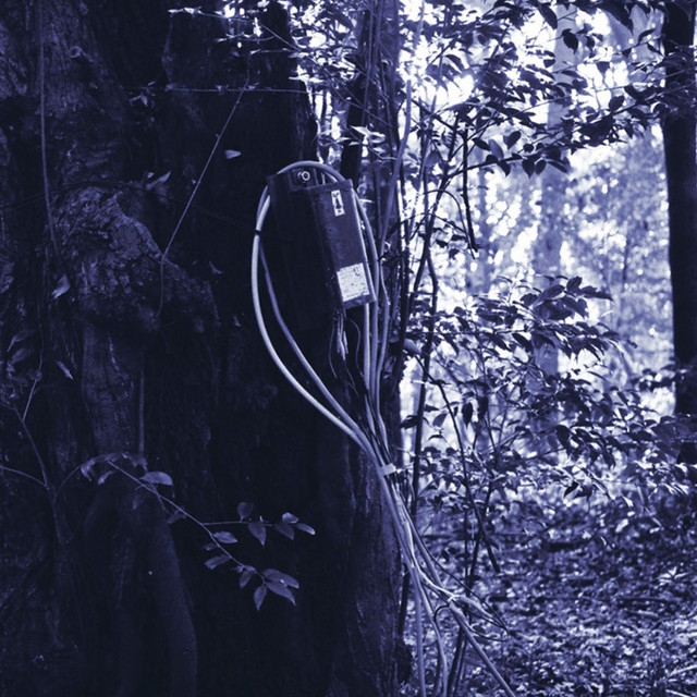 Black Orchid album art