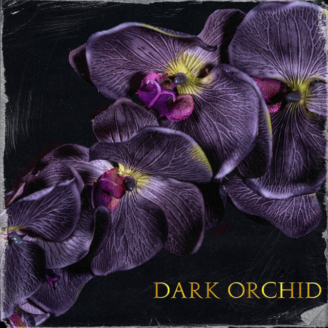 Dark Orchid cover art