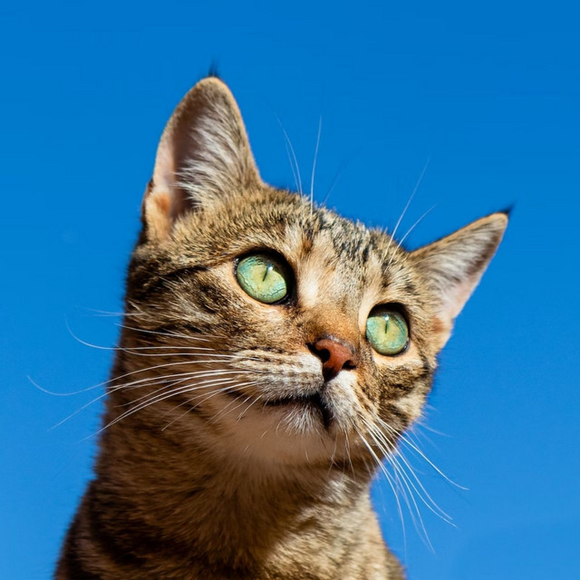 Soothing Whiskers: Lofi Cat Companions cover art
