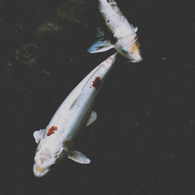 White Koi cover art