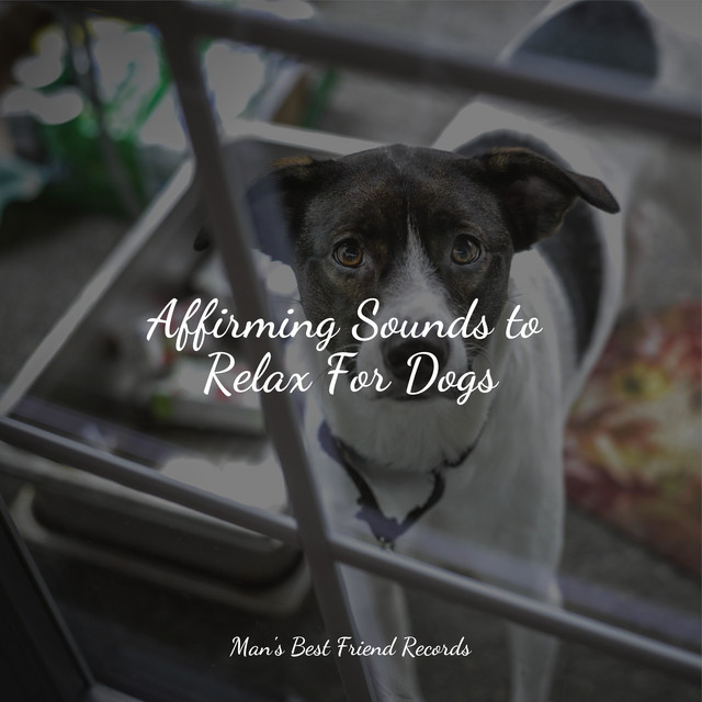 Winter Relaxation Sounds | Deep, Restful Sleep and Relaxation For Dogs cover art