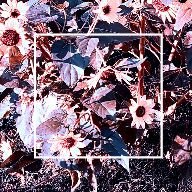 Etude, Brute cover art