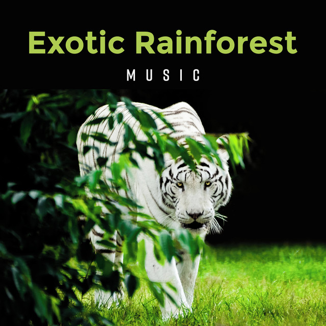 Exotic Rainforest Music - Relaxing Nature Sounds Background - Album by ...