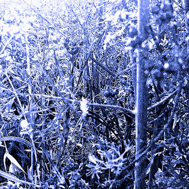 Hummingbird cover art