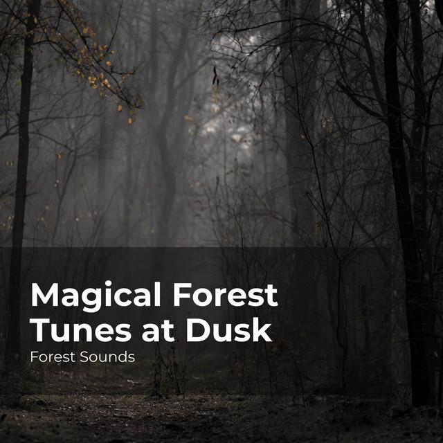 Magical Forest Tunes at Dusk - Album by Forest Sounds | Spotify