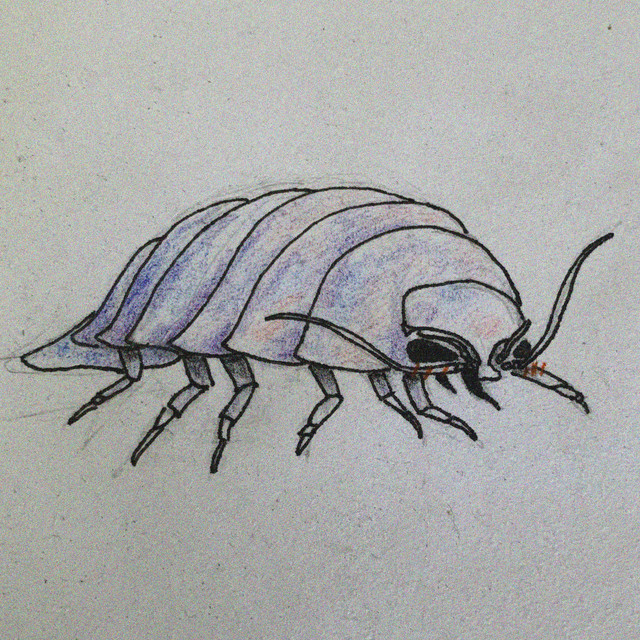 bathynomus giganteus cover art