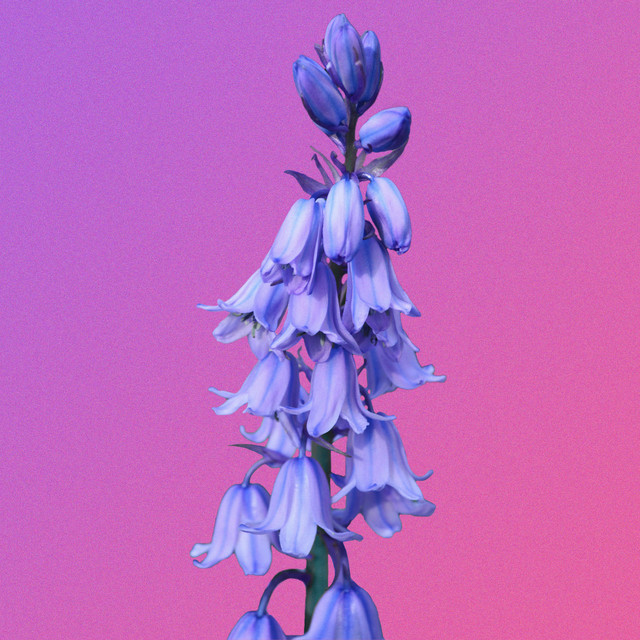 Lowland Spring cover