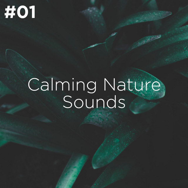 #01 Calming Nature Sounds - Album by Sleep Sounds of Nature | Spotify
