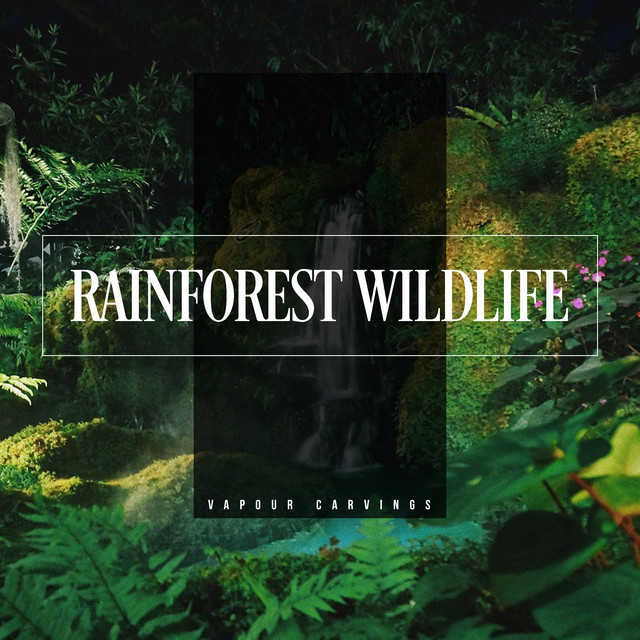 Rainforest Wildlife cover art