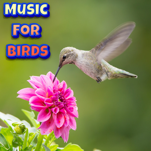 Soothing Classical Music To Calm Birds cover art