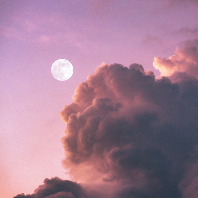 Purple cover