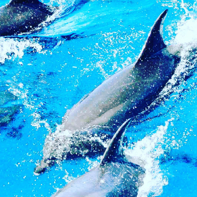 Dolphin Gang Instrumentals, Vol. 1 cover art