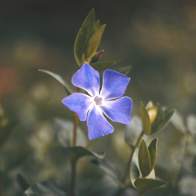 periwinkle cover art