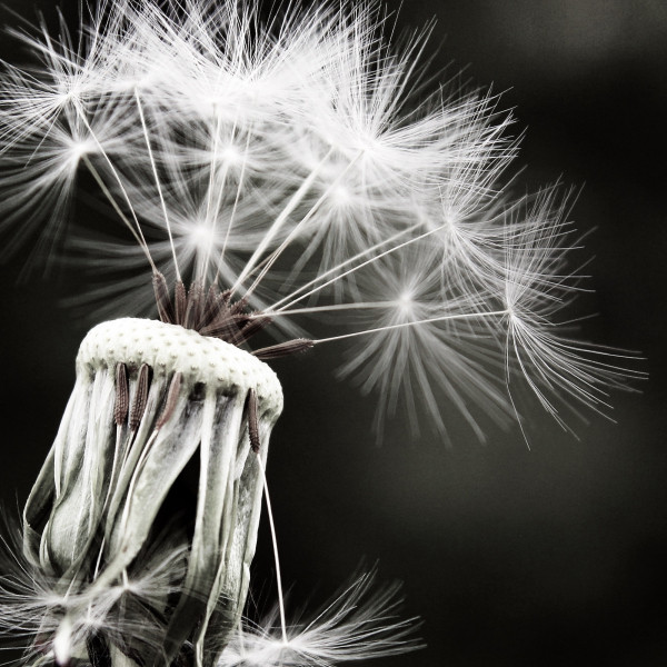 Seeds of Life cover