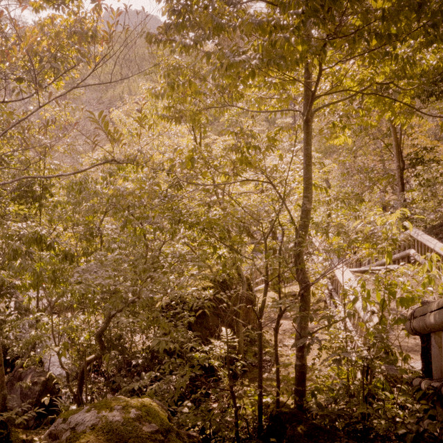 First Leaf Falls album image