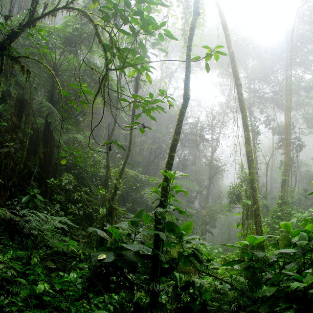 Natural Classical Sounds cover art