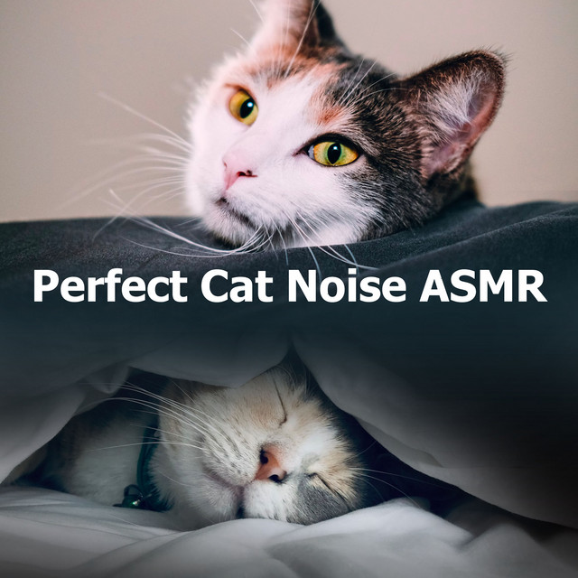 Perfect Cat Noise ASMR cover art