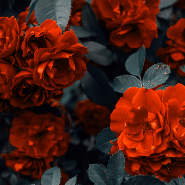 flowers cover art