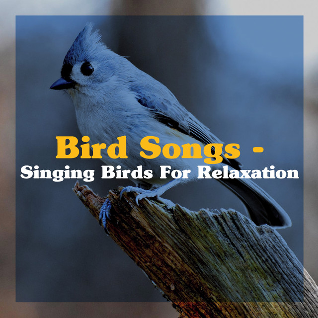 Forest Sounds - song and lyrics by Singing Birds | Spotify