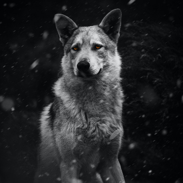 Wolfgang cover art