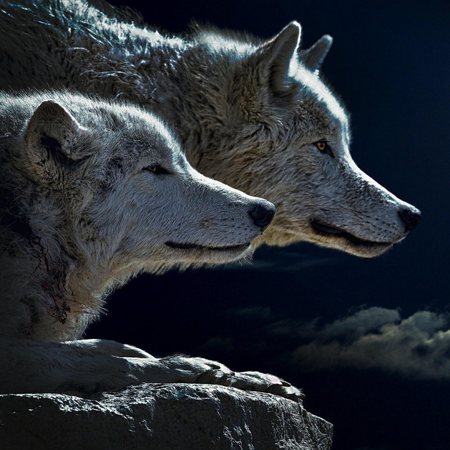 Wolf Sounds (1 Hour) Enjoy the Company of the Animal That Is the Majestic King of the Night cover
