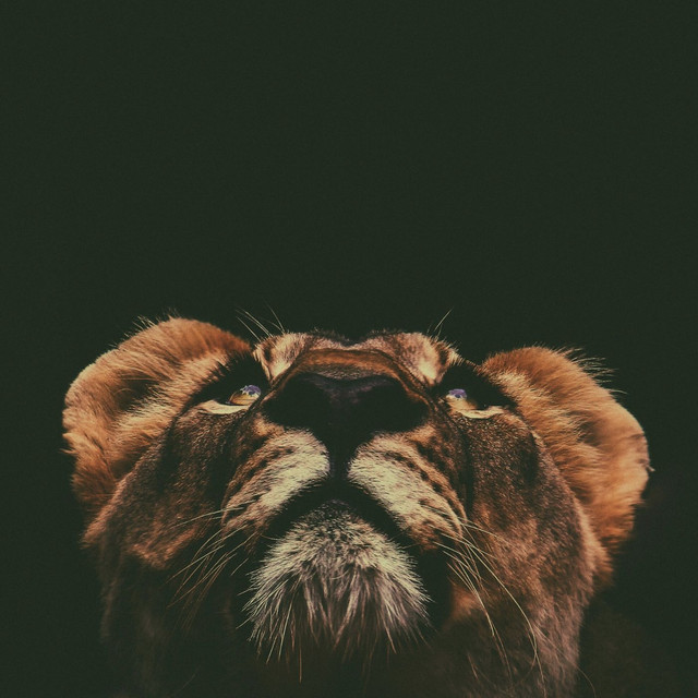 Lion Sleeps Tonight cover