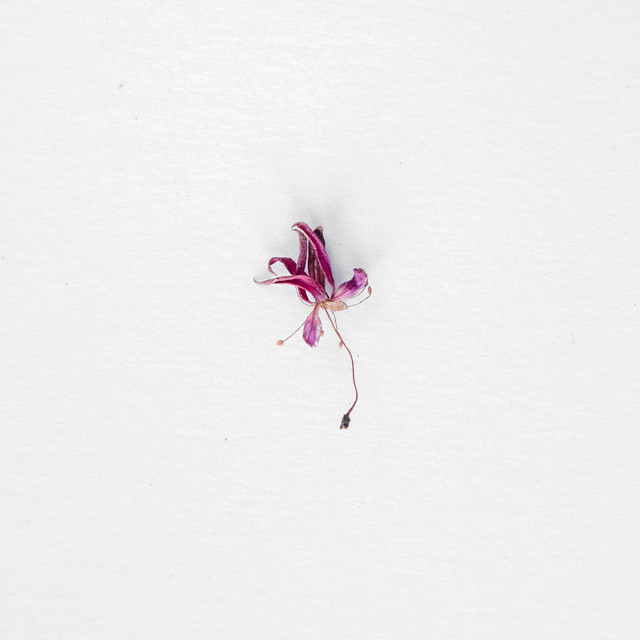 Amor Craquelado cover
