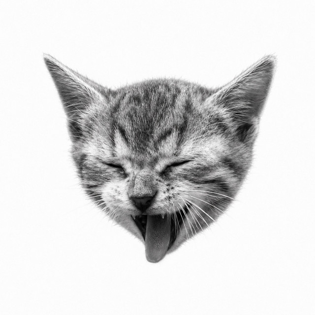 cool cats cover art