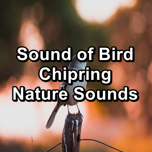 Sound of Bird Chipring Nature Sounds cover art