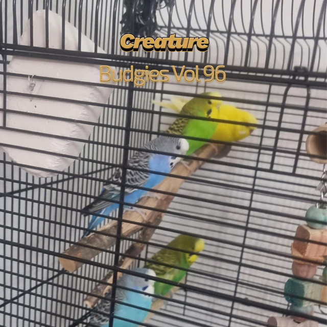 Budgies, Vol. 96 cover art