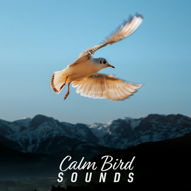 Calm Bird Sounds ! ! ! - Album by Massage Music | Spotify