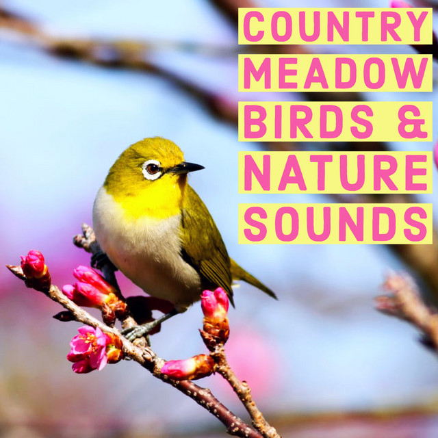 Country Meadow Birds And Nature Sounds - Ambient Wildlife For Study And Relaxation cover art
