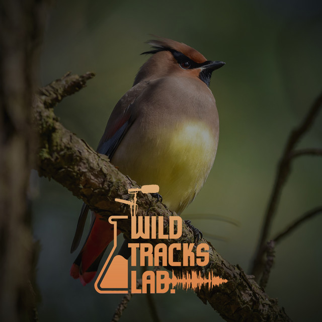Birds Chirping (Sonidos De Pájaros Y Naturaleza) cover art