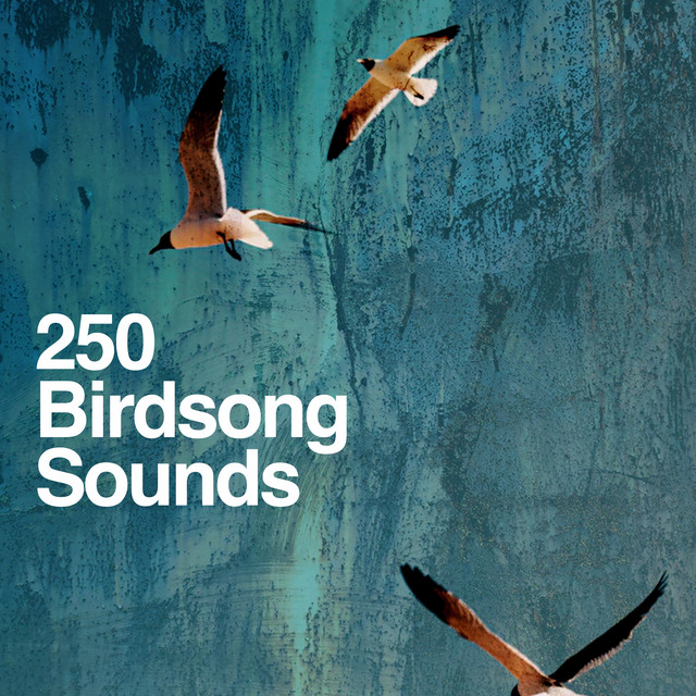 ! ! ! ! 250 Birdsong Sounds ! ! ! ! cover art