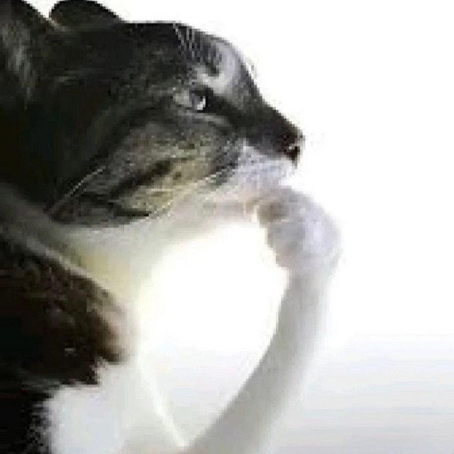 dummies for cats cover art