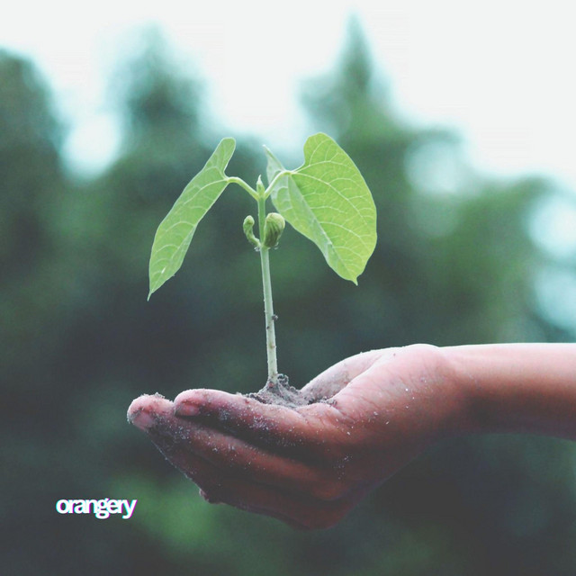 Обкладинка: Seed — orangery
