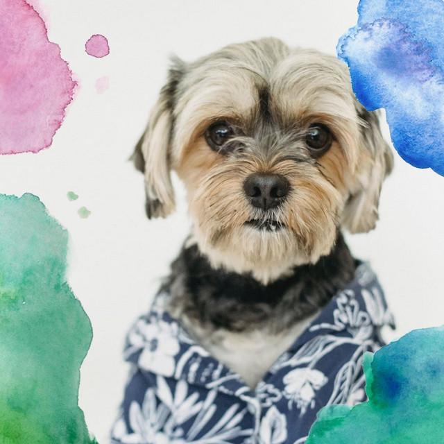 Music for Puppy Nostalgia cover art
