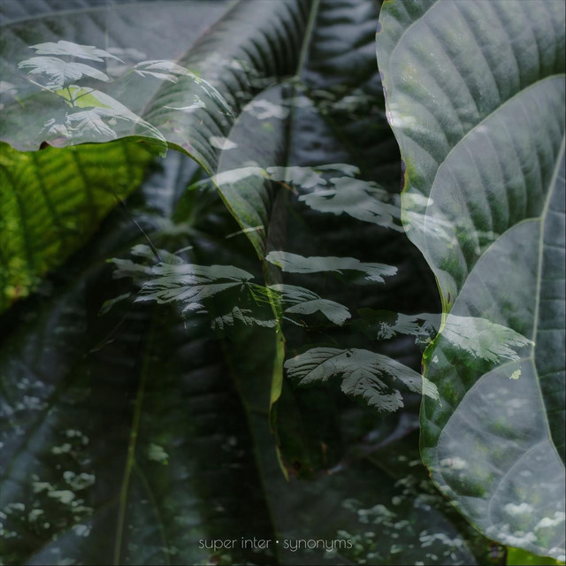 Synonyms cover art