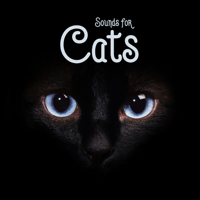 Sounds for Cats: Relaxing Music to Ease Your Pet's Anxiety cover art