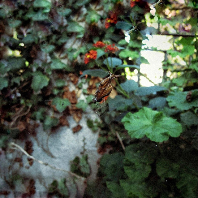 Casa I: Como floreciendo animales cover