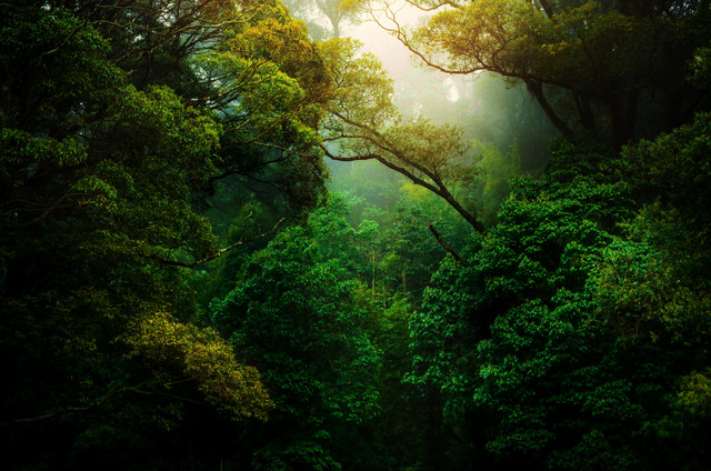 Snoozing Days - Easy Sleep Natural, Calm cover art