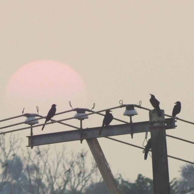El Vuelo cover art