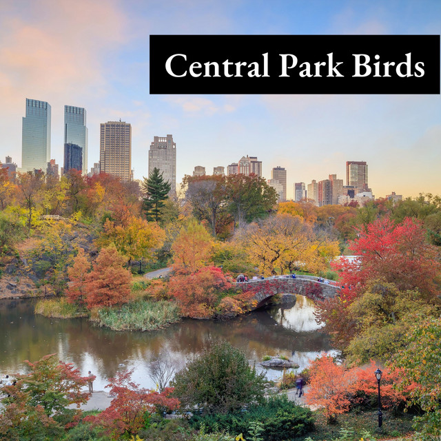 Central Park Birds cover art