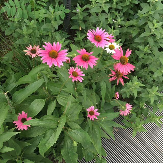 flowers cover art