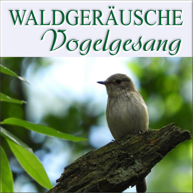 Waldgeräusche Vogelgesang cover art